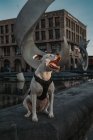 Strong Amstaff dog spending time in street of city — Stock Photo