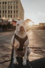 Adorable Staffordshire terrier in harness with leash sitting on ground in urban street, looking in camera in backlit — Stock Photo