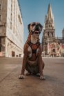 Boxer domestique chien au harnais assis dans la rue de la ville — Photo de stock