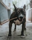 Feliz misto cão de raça passear com vara na boca na rua — Fotografia de Stock