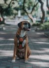 Happy Boxer dog in harness sticking out tongue as sitting on ground in street looking away — Stock Photo