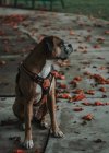 Спокійний боксерський собака в упряжці, що сидить на землі на міській вулиці восени, дивлячись далеко — стокове фото