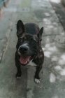Сверху восхитительная собака смешанной породы с открытым ртом, наслаждающаяся прогулкой по улице — стоковое фото