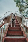 From below of joyful kind Staffordshire terrier in harness with opened mouth sitting on stairs in street, looking away — Stock Photo