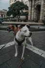 Boxer dog walking with Staffordshire terrier in street — Stock Photo