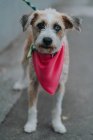 Feliz perro mestizo con diversos ojos en bandana paseando por la calle - foto de stock