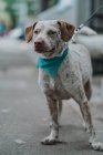 Carino cane di razza mista con guinzaglio in bandana passeggiando per strada guardando in macchina fotografica — Foto stock