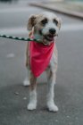 Adorable mixed breed dog with different eyes and leash in bandana with opened mouth strolling in street — Stock Photo