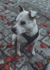 Сверху чистокровная стаффордширская собака в упряжке с поводком сидит на земле на улице осенью — стоковое фото