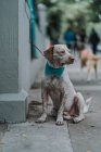 Serious  beautiful mixed breed dog sitting in street — Stock Photo
