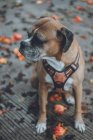 Doméstico Boxer cão sentado na rua com outono caído folhas — Fotografia de Stock