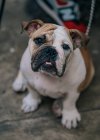 From above of cute bulldog sitting on ground, looking in camera in street — Stock Photo