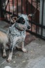 Сверху грустная собака с черно-белым мехом в воротнике сидит на цепи — стоковое фото