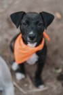 From above of serious mixed breed pup in bandana sitting on ground in street looking in camera — Stock Photo