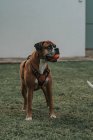 Hausboxerhund im Geschirr mit Ball im Maul steht auf Gras auf der Straße — Stockfoto