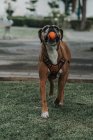 Бытовая боксерская собака в упряжке с мячом во рту, стоящая на траве на улице — стоковое фото
