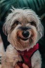 Close-up of Yorkshire terrier in suit in owner hand looking in camera — Stock Photo