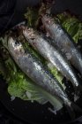 From above prepared savory mackerels served on leaves of salad with pieces of sea salt on plate on black background — Stock Photo