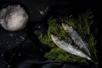 Homemade prepared salted sardines on dill on plate on black background — Stock Photo