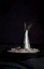 Смертельний хвіст скумбрії, що прилипає з тарілки з сіллю на чорному тлі — стокове фото