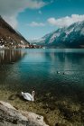Serene landscape of white swan calmly swimming along stony shore in crystal water reflecting sky and mountains in Hallstatt — Stock Photo