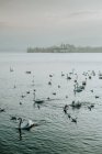 Спокійні краєвиди білих лебедів спокійно плавають у кришталевій воді, що відбиває небо у Зальцбурзі. — стокове фото