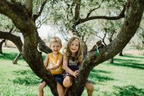 Niños juguetones trepando al árbol en el soleado prado verde - foto de stock