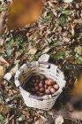Зверху урожай смачного стиглого лісового горіха в плетеному кошику на галявині, повній сухого листя в лісі — стокове фото