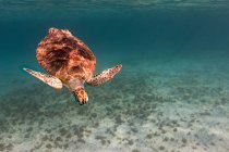 Vista subacquea della tartaruga che nuota in mare — Foto stock