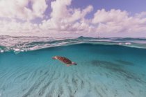 Черепаха плаває у морі під водою. — стокове фото