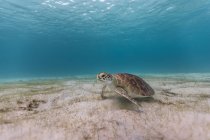Unterwasserblick der Schildkröte, die im Meer schwimmt — Stockfoto