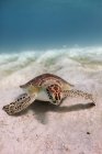Vue sous-marine de la tortue nageant en mer — Photo de stock