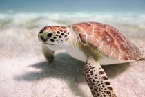 Vista subaquática da tartaruga nadando no mar — Fotografia de Stock