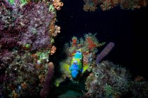 Blaufische schwimmen in der Nähe von Korallen — Stockfoto