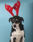 Mongrel dog with red Christmas reindeer antlers on blue background. — Stock Photo