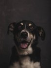 Portrait of mongrel dog with expressive eyes in studio. — Stock Photo