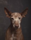 Retrato de perro podenco en estudio sobre fondo gris . - foto de stock