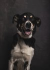 Retrato de perro mestizo con ojos bondadosos en estudio sobre fondo gris . - foto de stock