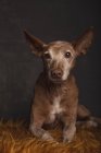 Retrato de perro podenco sobre manta de piel naranja sobre fondo gris . - foto de stock