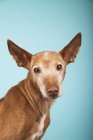 Portrait of brown podenco dog with sad eyes on blue background. — Stock Photo