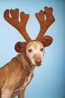 Retrato clásico de perro podenco con cuernos de reno de Navidad marrón sobre fondo azul . - foto de stock