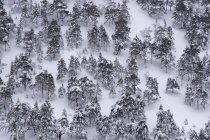 Сосновый лес, покрытый снегом и льдом в туманном ландшафте на севере Испании — стоковое фото
