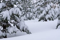 Bosque de pinos cubierto de nieve y hielo en un paisaje brumoso en el norte de España - foto de stock