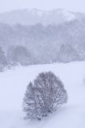 Einsamer, mit Schnee und Eis bedeckter Baum in einer nebligen Landschaft im Norden der spanischen Berge — Stockfoto