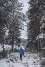 Rückansicht des Menschen zu Fuß in Kiefernwald mit Schnee und Eis bedeckt in einer nebligen Landschaft im Norden der spanischen Berge — Stockfoto