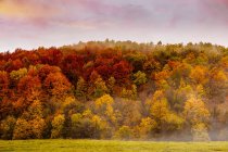 Леса с осенними красками среди тумана — стоковое фото