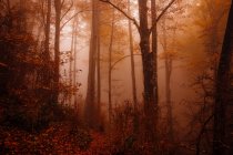 Foresta con colori autunnali tra nebbia — Foto stock