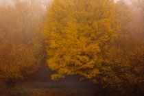 Forest with autumn colors among fog — Stock Photo