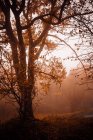 Floresta com cores de outono entre nevoeiro — Fotografia de Stock