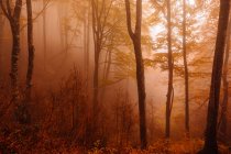 Леса с осенними красками среди тумана — стоковое фото